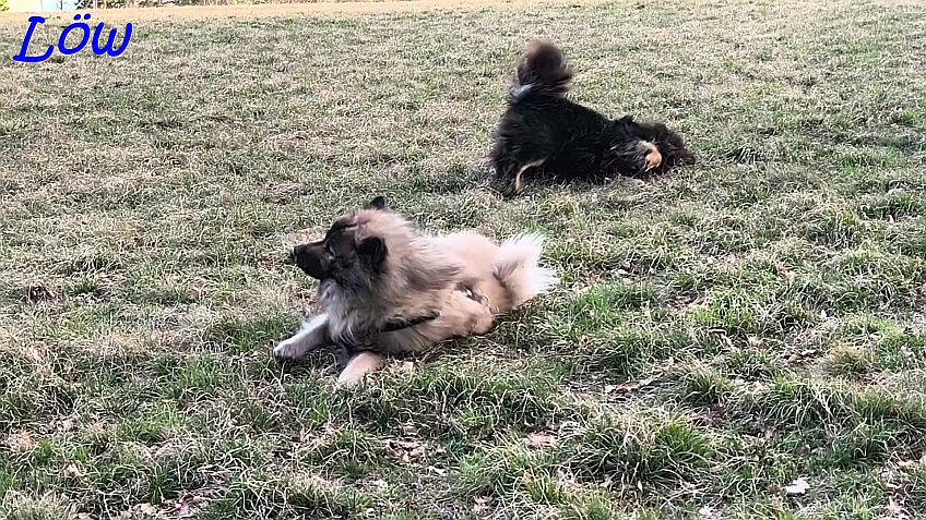 22.3.2025 - Howard will es auch versuchen